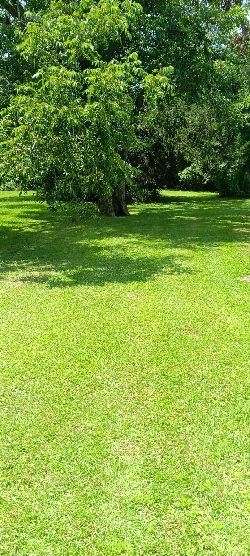 Manicured green lawn under a large tree