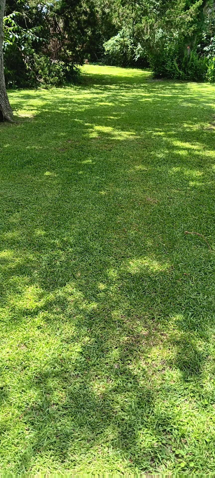 Wide open lawn with dappled shade