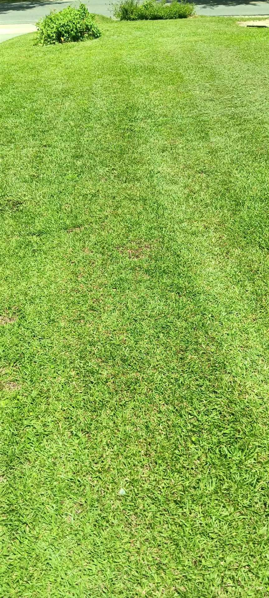 Front yard curb-appeal after mowing