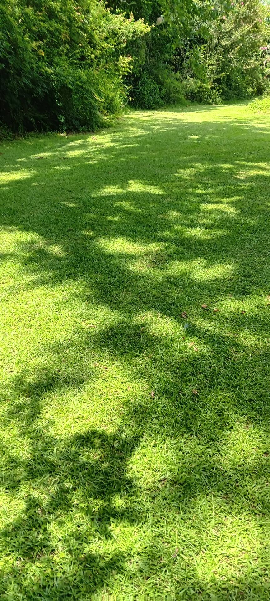 Backyard lawn framed by lush landscaping
