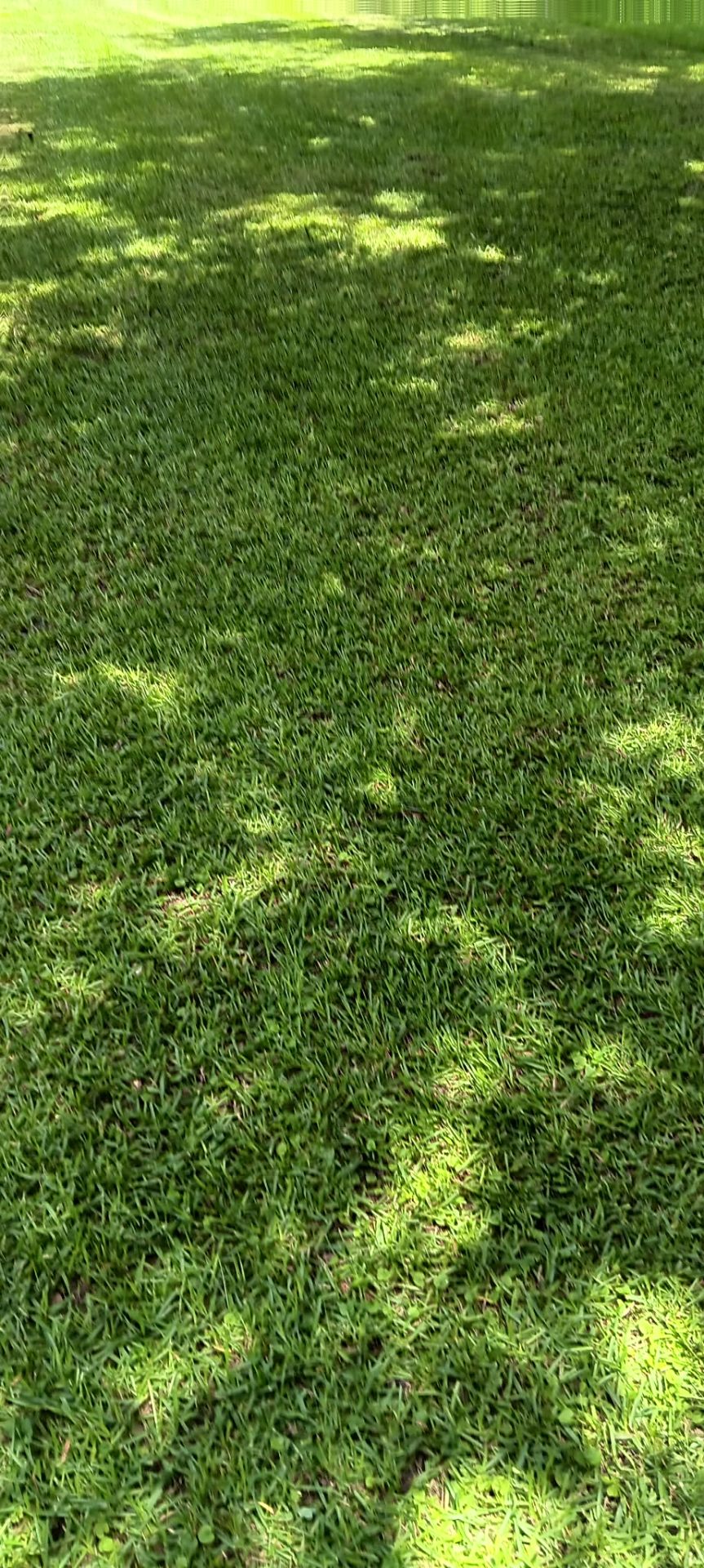 Close-up of thick healthy green grass